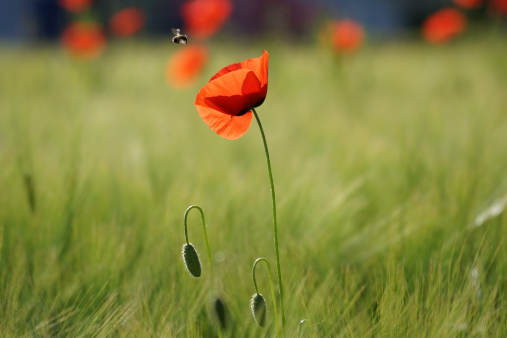Mohnblume