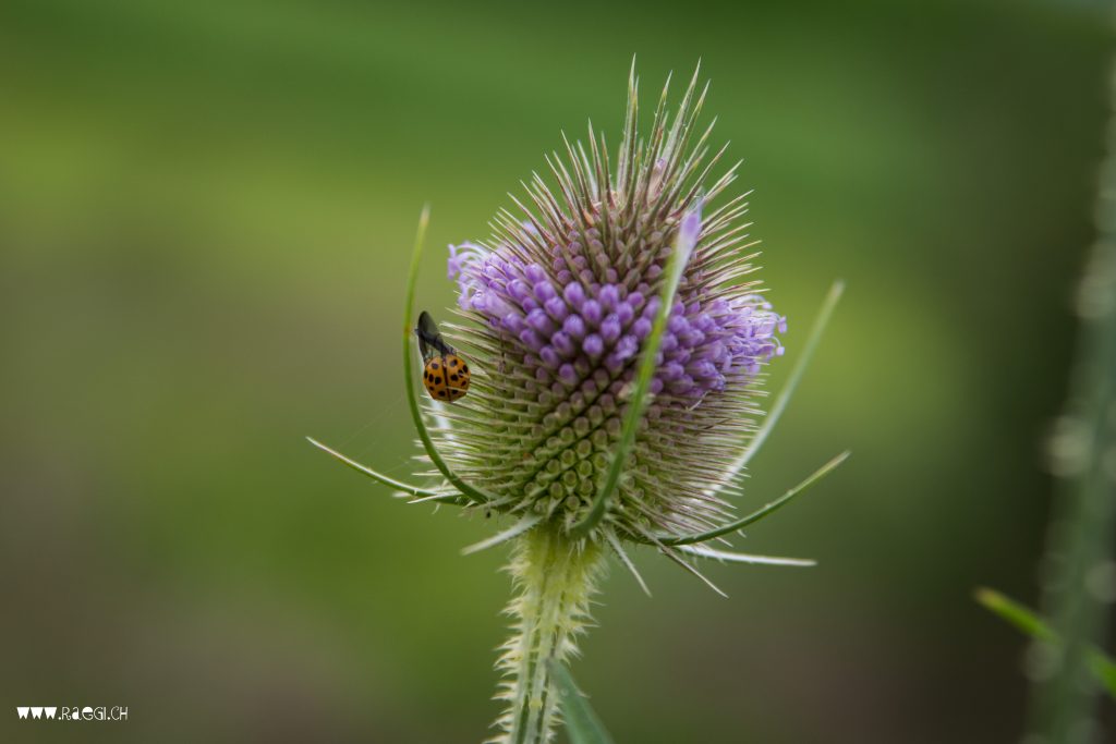 Blüte mit Marienkäfer