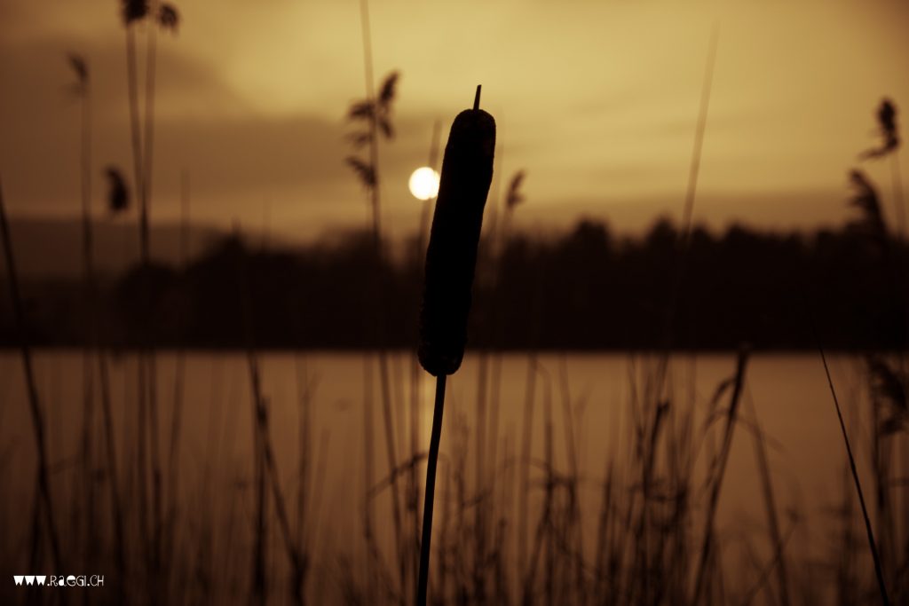 Schilf-Stumpe