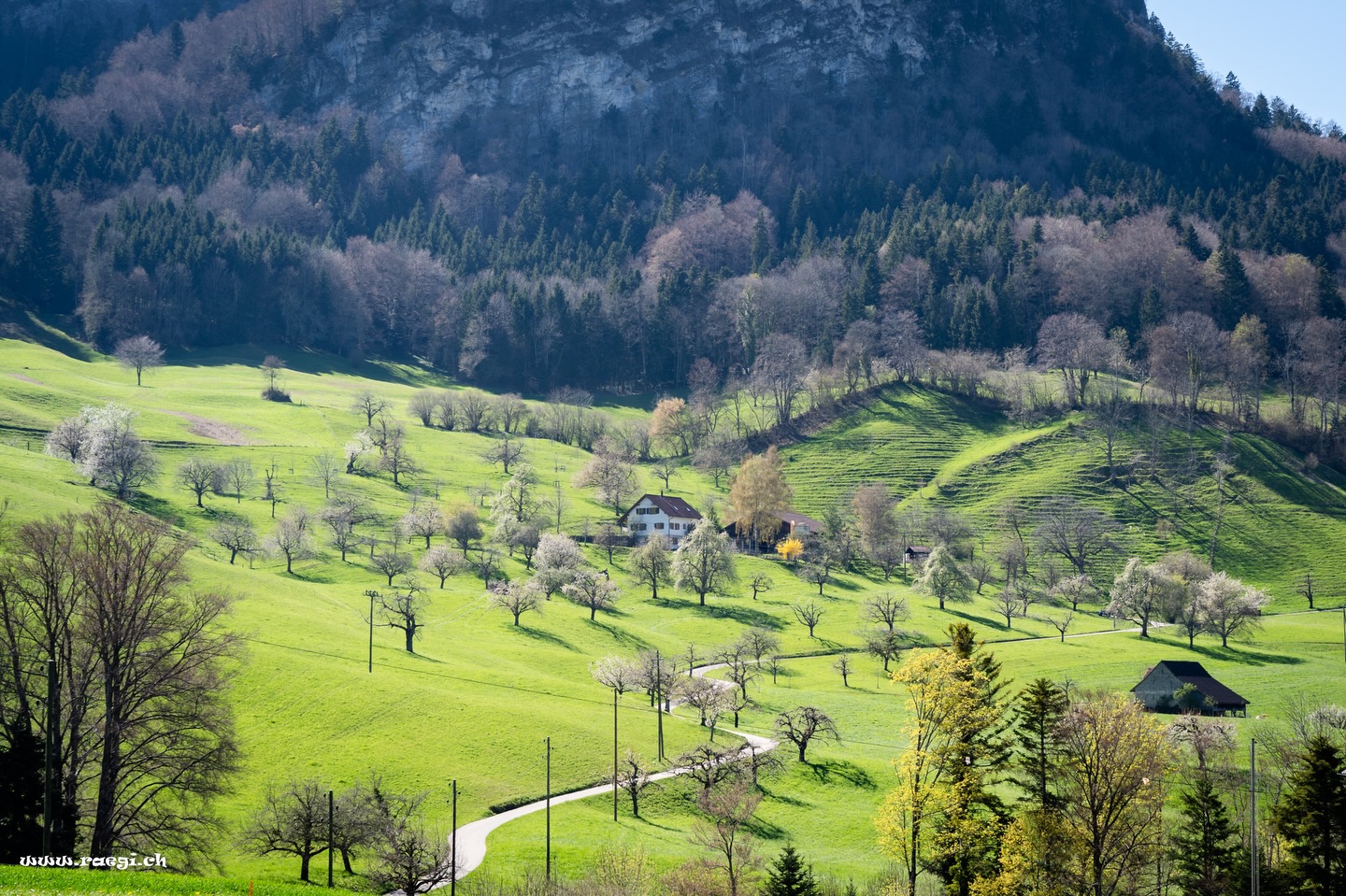 „Bäume sind Gedichte, die die Erde in den Himmel schreibt.“ – Khalil Gibran