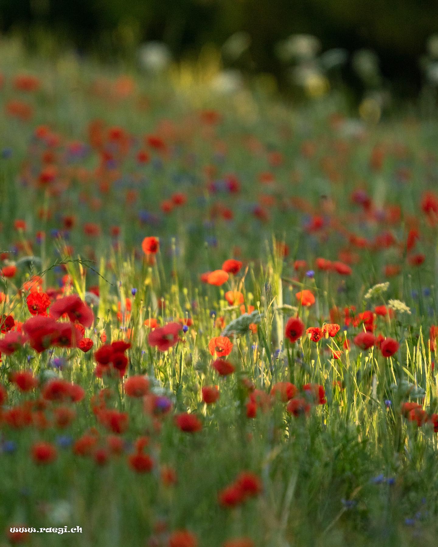 In a field of poppy flowers, I am just another wildflower.
Creating my own identity in a chaos of colours.