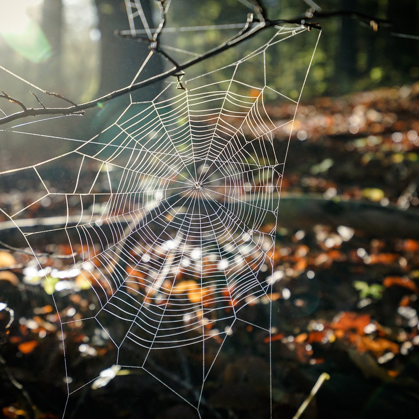 The next time you see a spider web, please, pause and look a little closer. You'll be seeing one of the most high-performance materials known to man.  Cheryl Hayashi