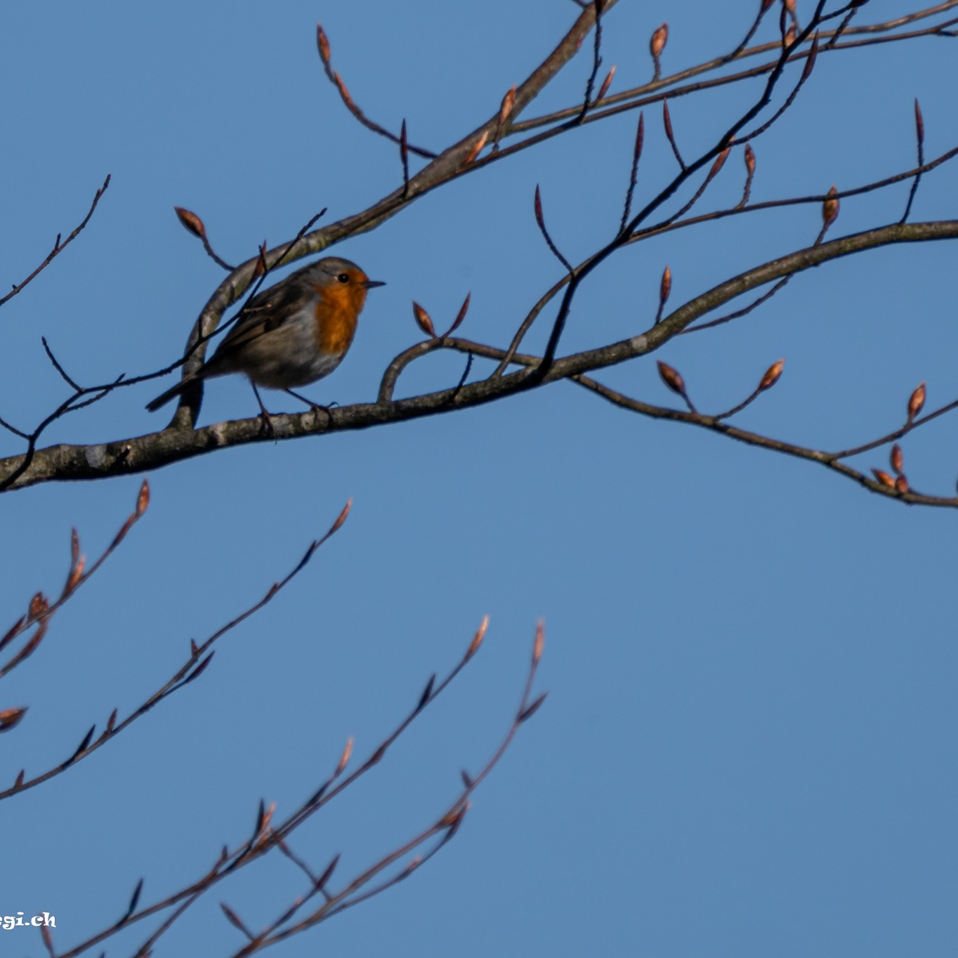 „Rotkehlchen erscheinen, wenn geliebte Menschen nah sind“.