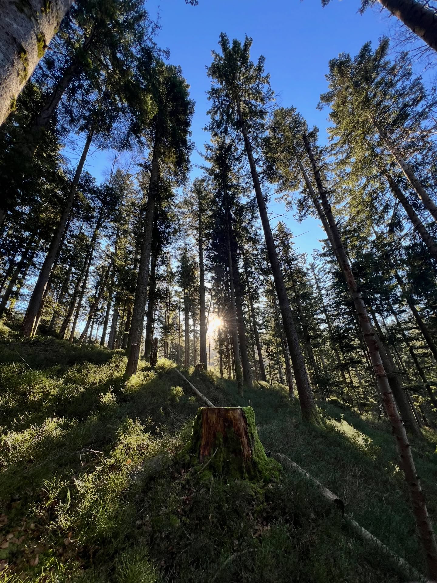„Ich machte einen Spaziergang im Wald und kam größer als die Bäume heraus.“
Henry David Thoreau