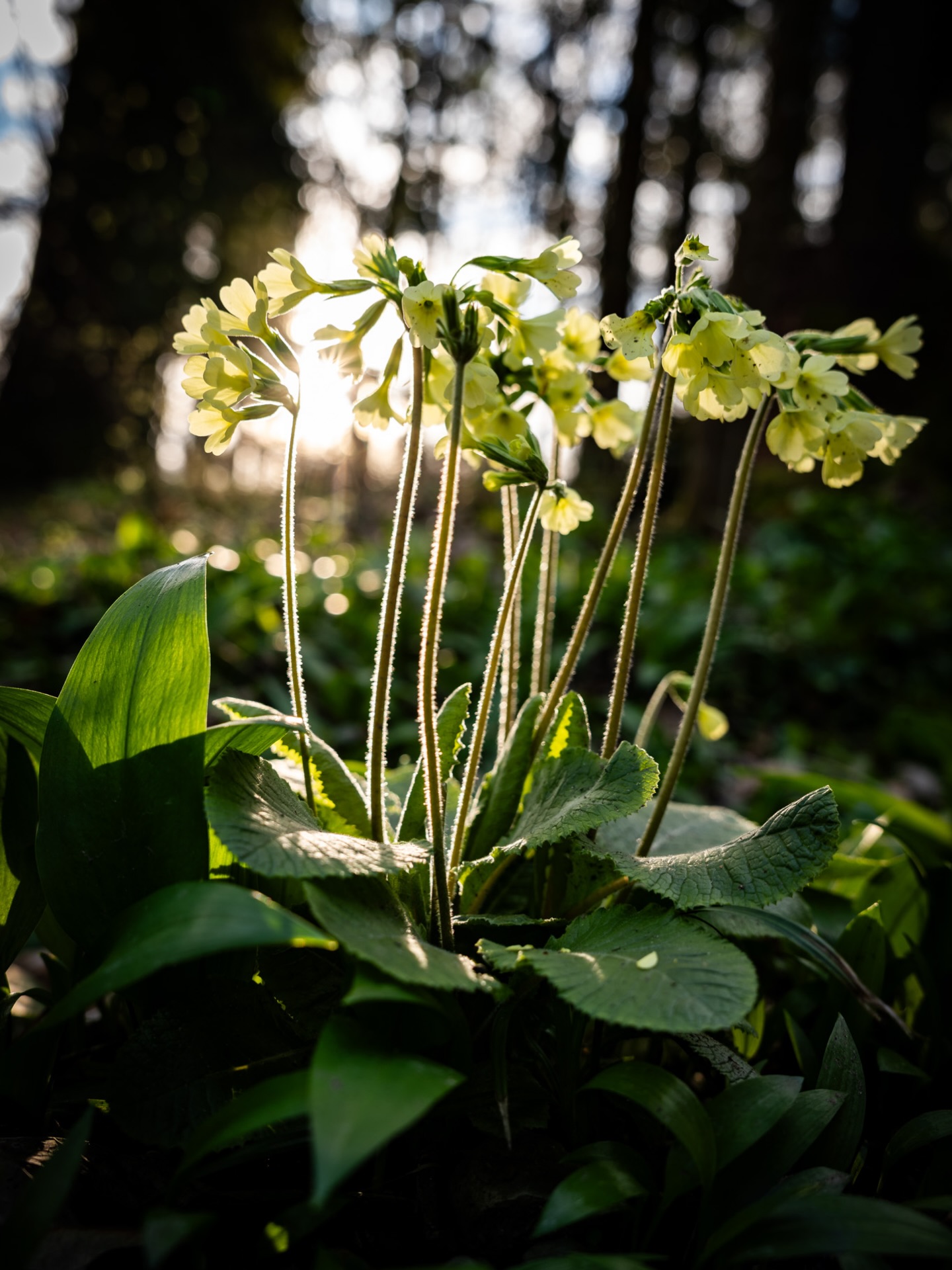 Liebe ist die Blume die du wachsen lassen musst. 
John Lennon